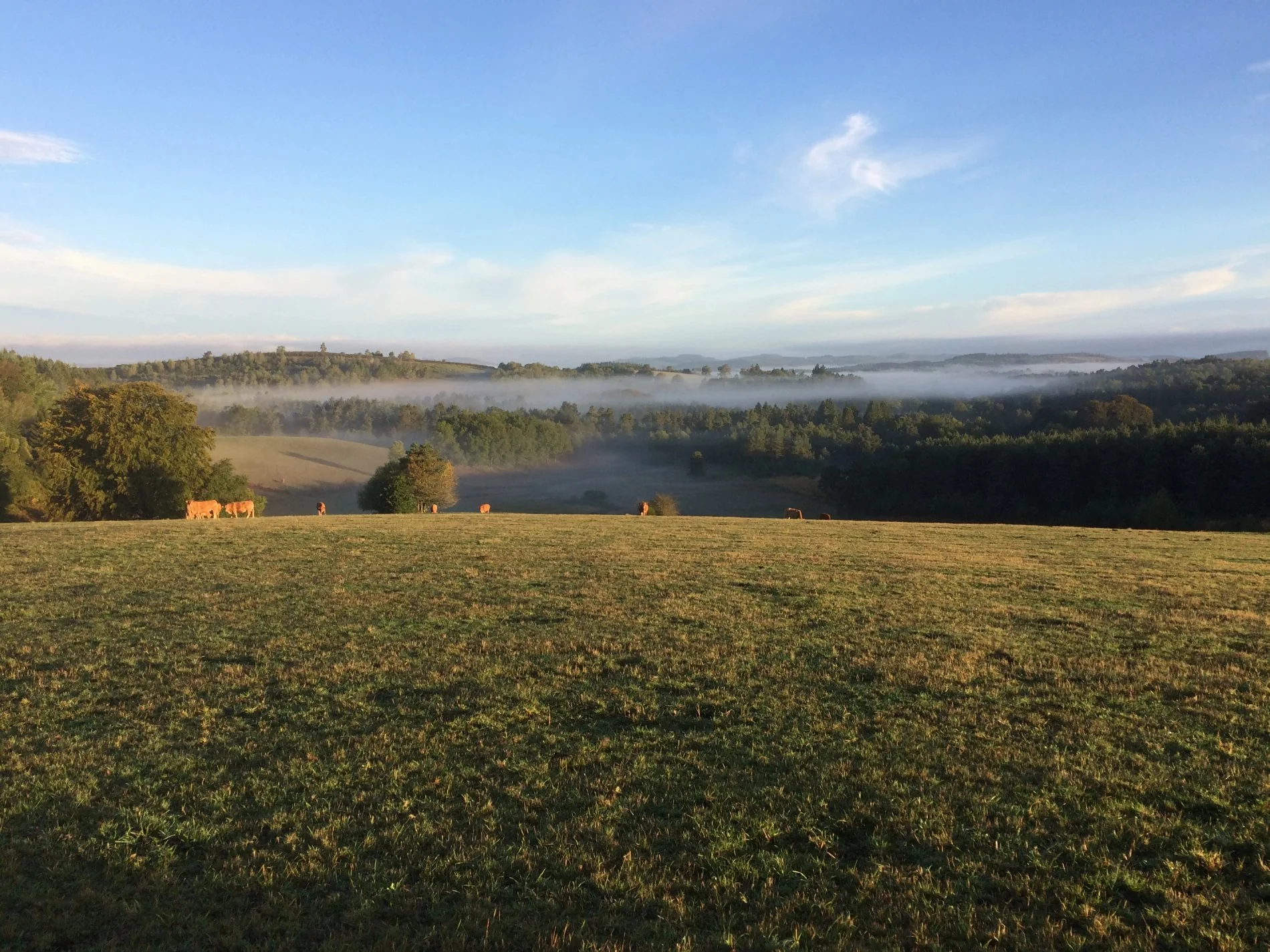 Champ ouvert avec brume matinale au-dessus des arbres, aperçu depuis les environs de Villa Corrèze Aventure.