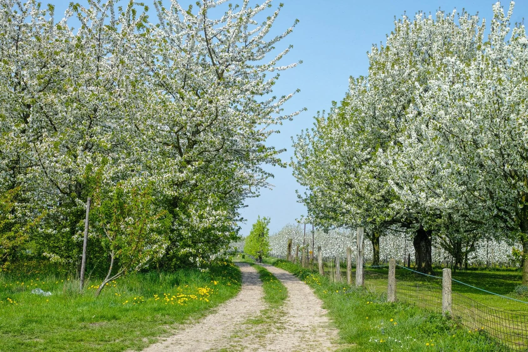 1acf49f3-1156-49ea-a681-b2dd44ad9afb