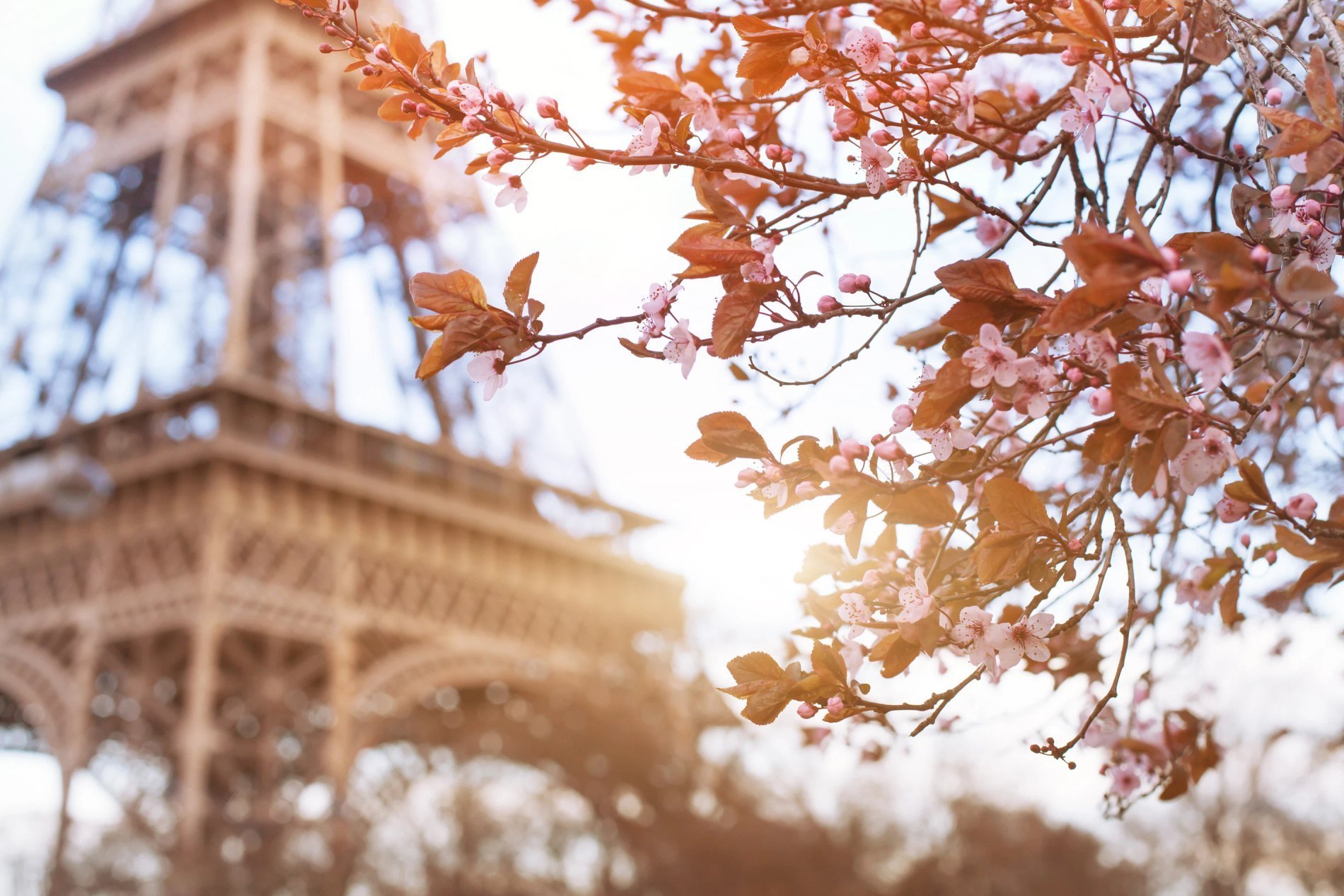 Vue de la Tour Eiffel depuis le Timhotel à travers les feuilles d'automne