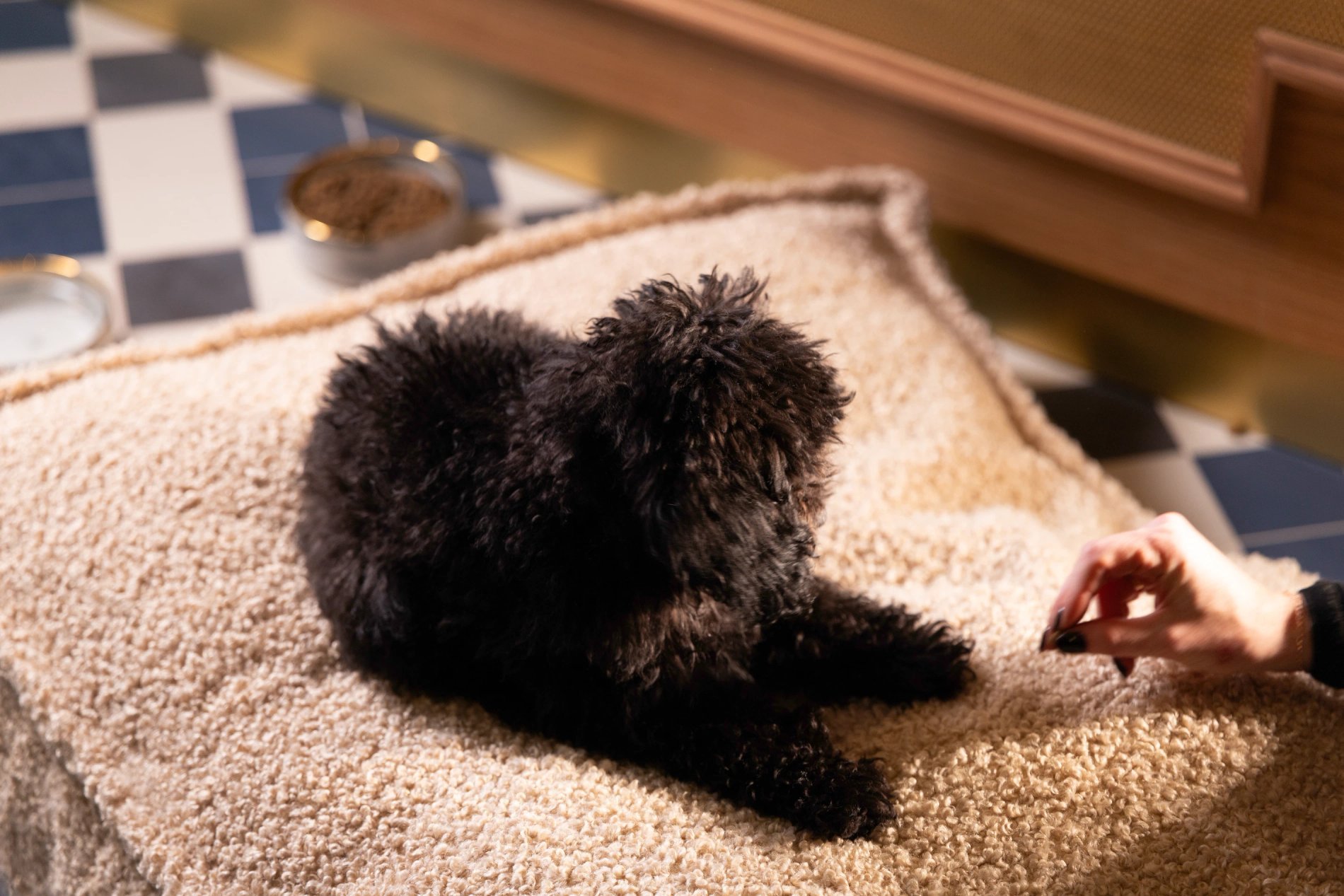 Hotel Filigrane | Pet-friendly