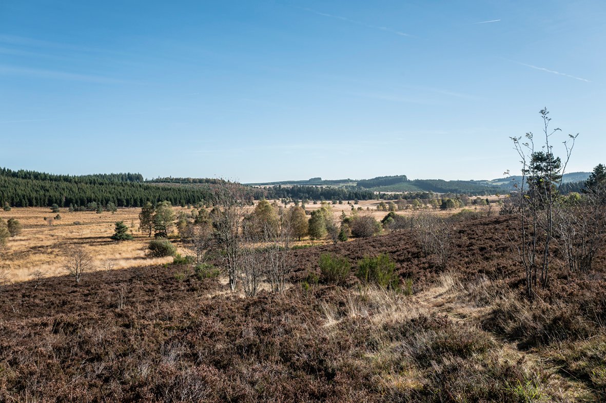 Étendue de lande sèche avec forêts de pins à l’arrière-plan, proche de Villa Corrèze Aventure.