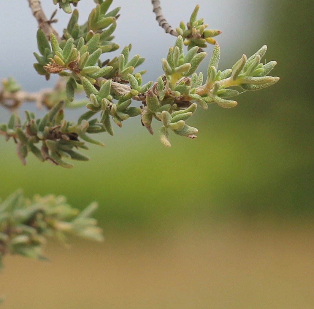 Rameau d’olivier en fleur dans les jardins de L’Isle de Leos