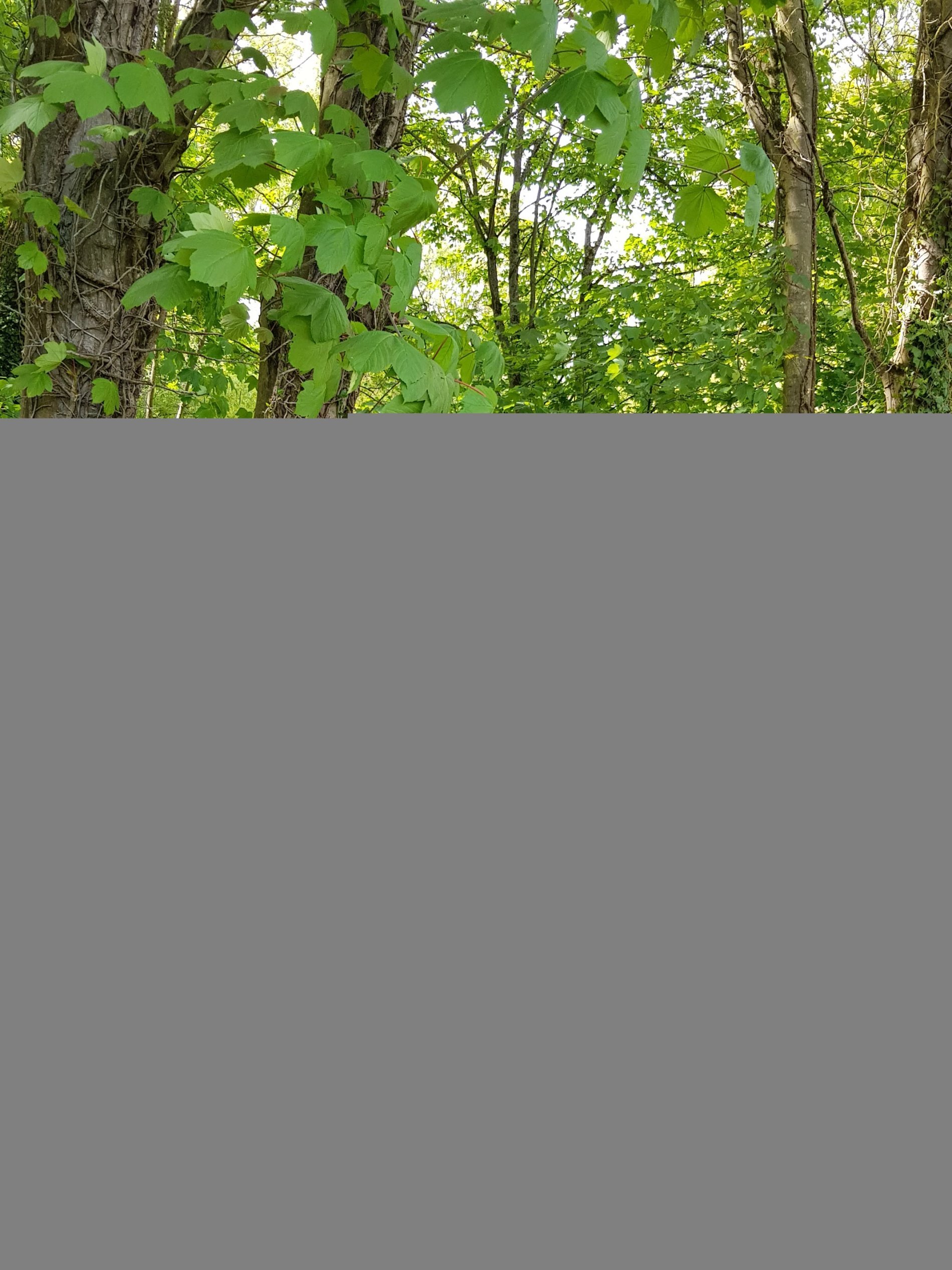 Hôtel SPA Le Lion d'Or | Appartement Bottentuit