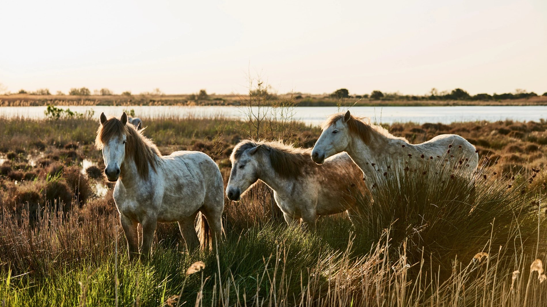 591f38e9-2624-480e-84fa-67c8d6058874