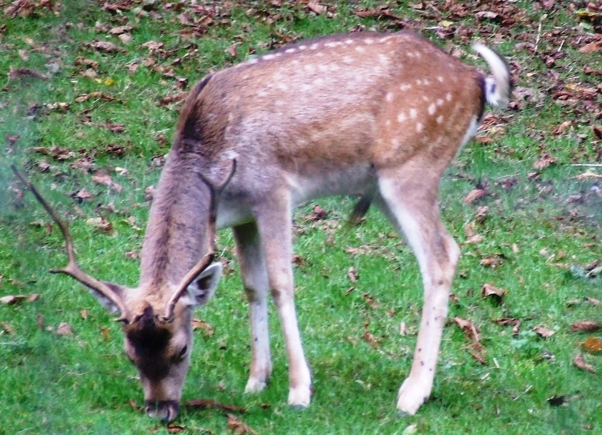 Domaine des roches, 
