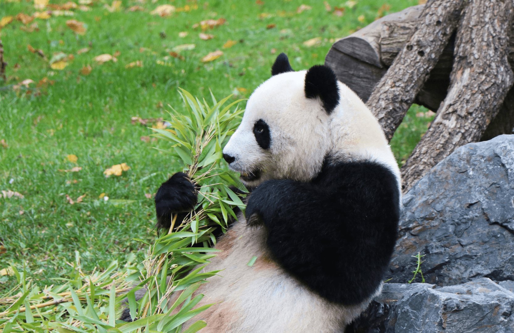 Un panda mangeant du bambou dans un environnement naturel.
