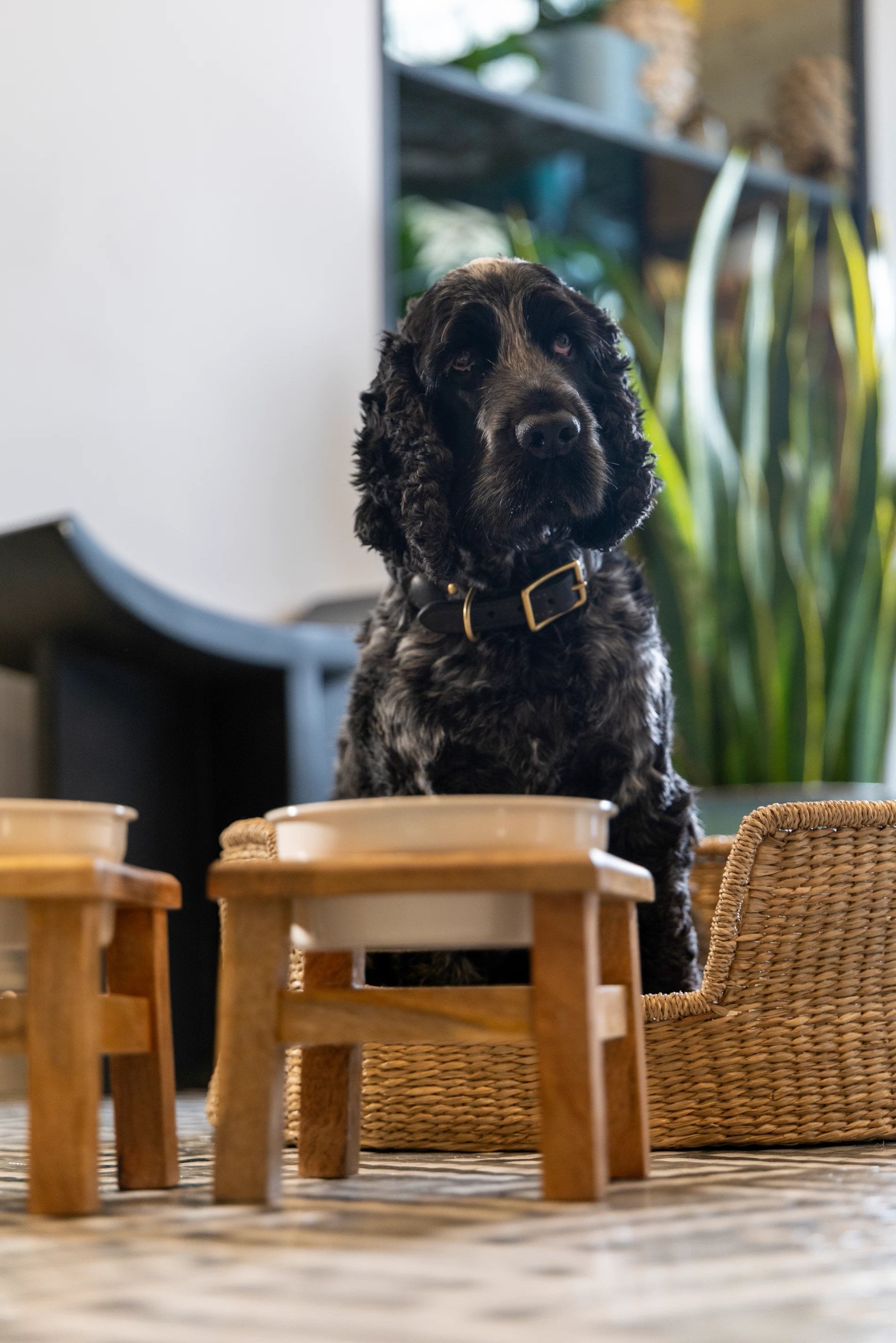 Hôtel Le Lavoisier Pet-friendly