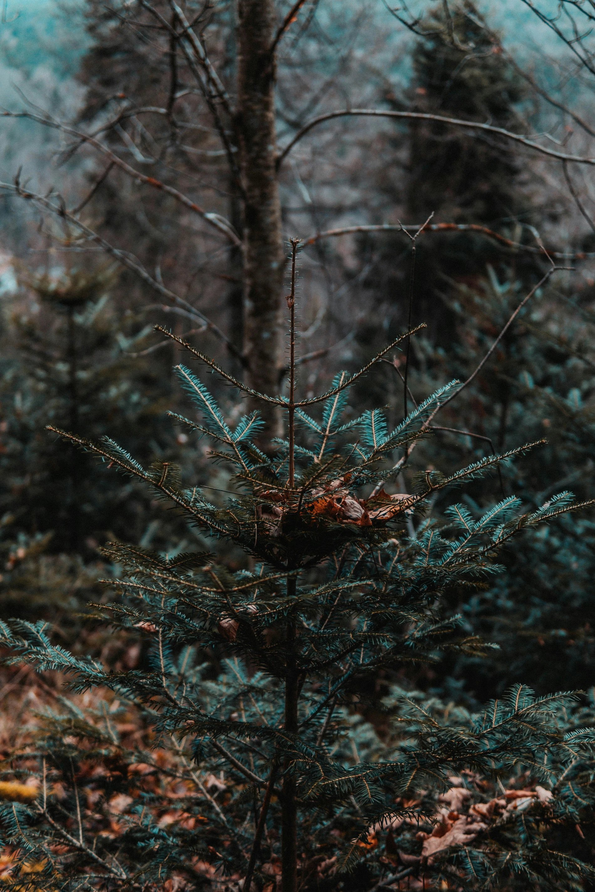 Les Jardins d'Adalric | Marché de Noël à Obernai
