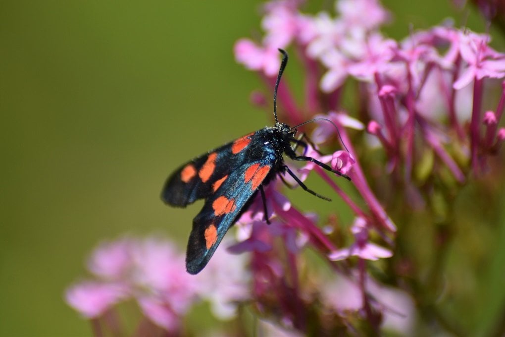 Photo d'un Zygène du trèfle