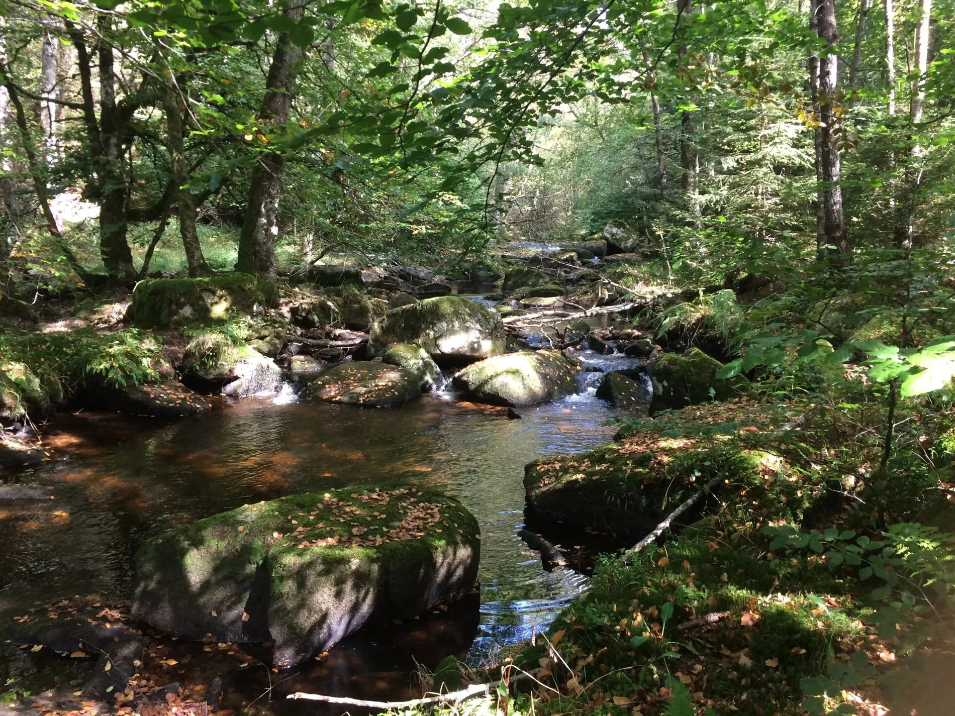 Cours d’eau clair traversant un sous-bois avec pierres couvertes de mousse près de Villa Corrèze Aventure.
