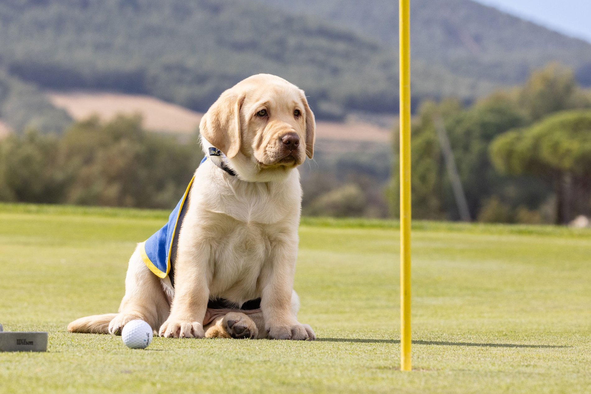 9558e33a-67bb-41d9-83a6-860806cac904