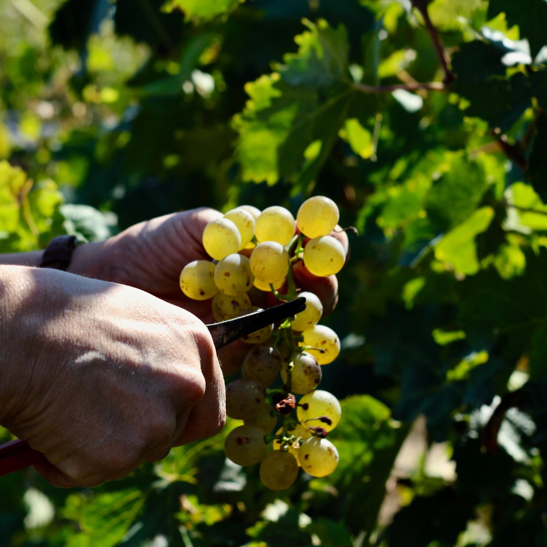 Vendanges manuelles dans les vignes de L’Isle de Leos