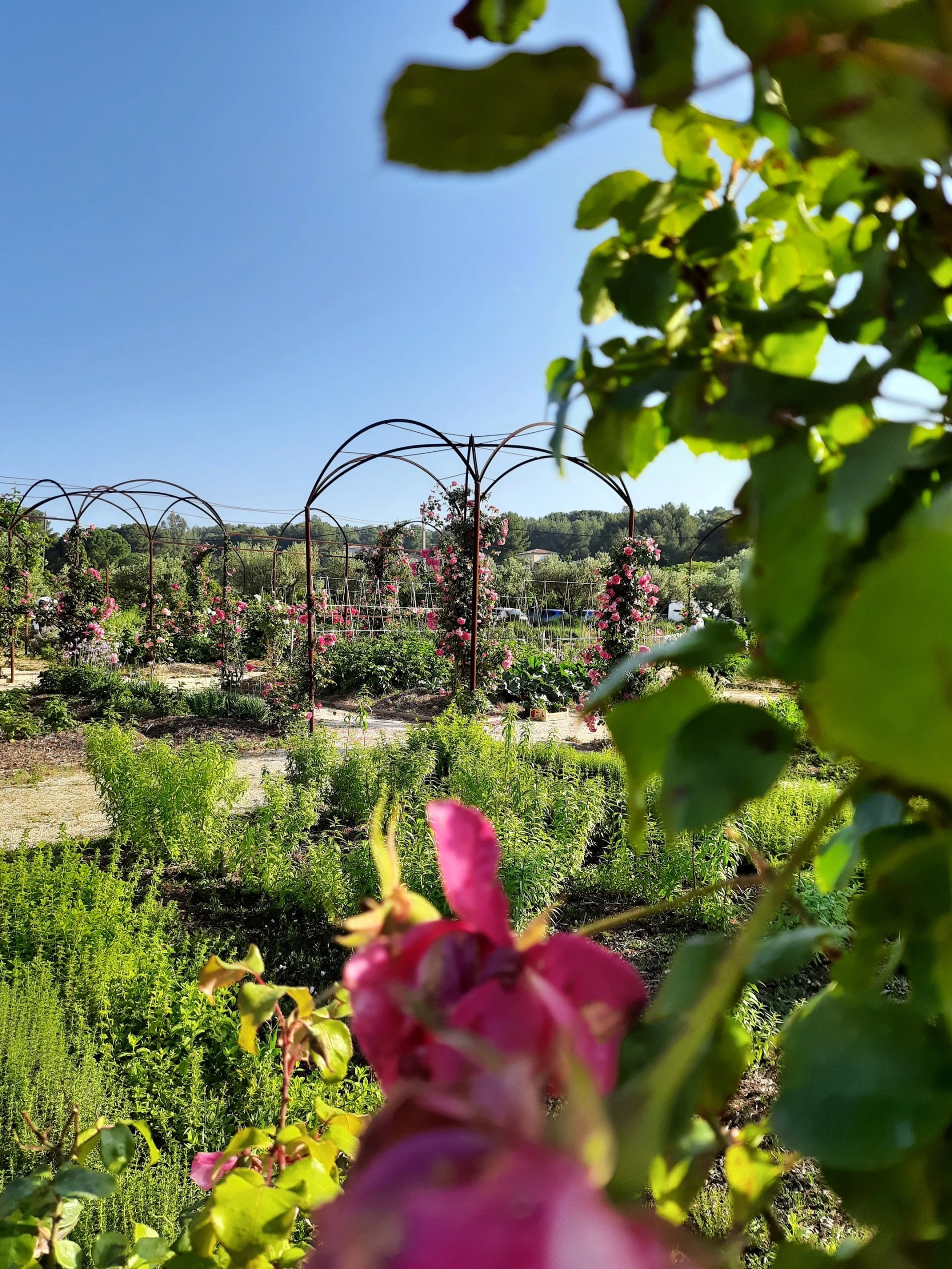Vineyards and Provençal landscape surrounding Maison Bérard in Var.