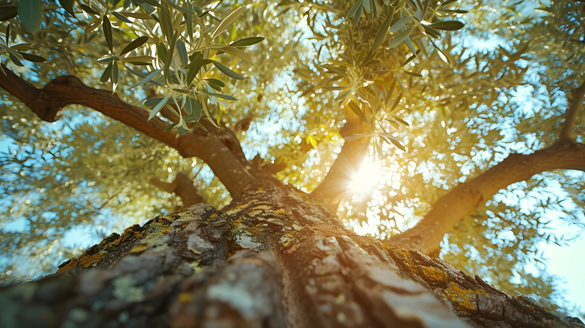 Tronc d’olivier baigné de lumière au cœur du domaine de L’Isle de Leos.