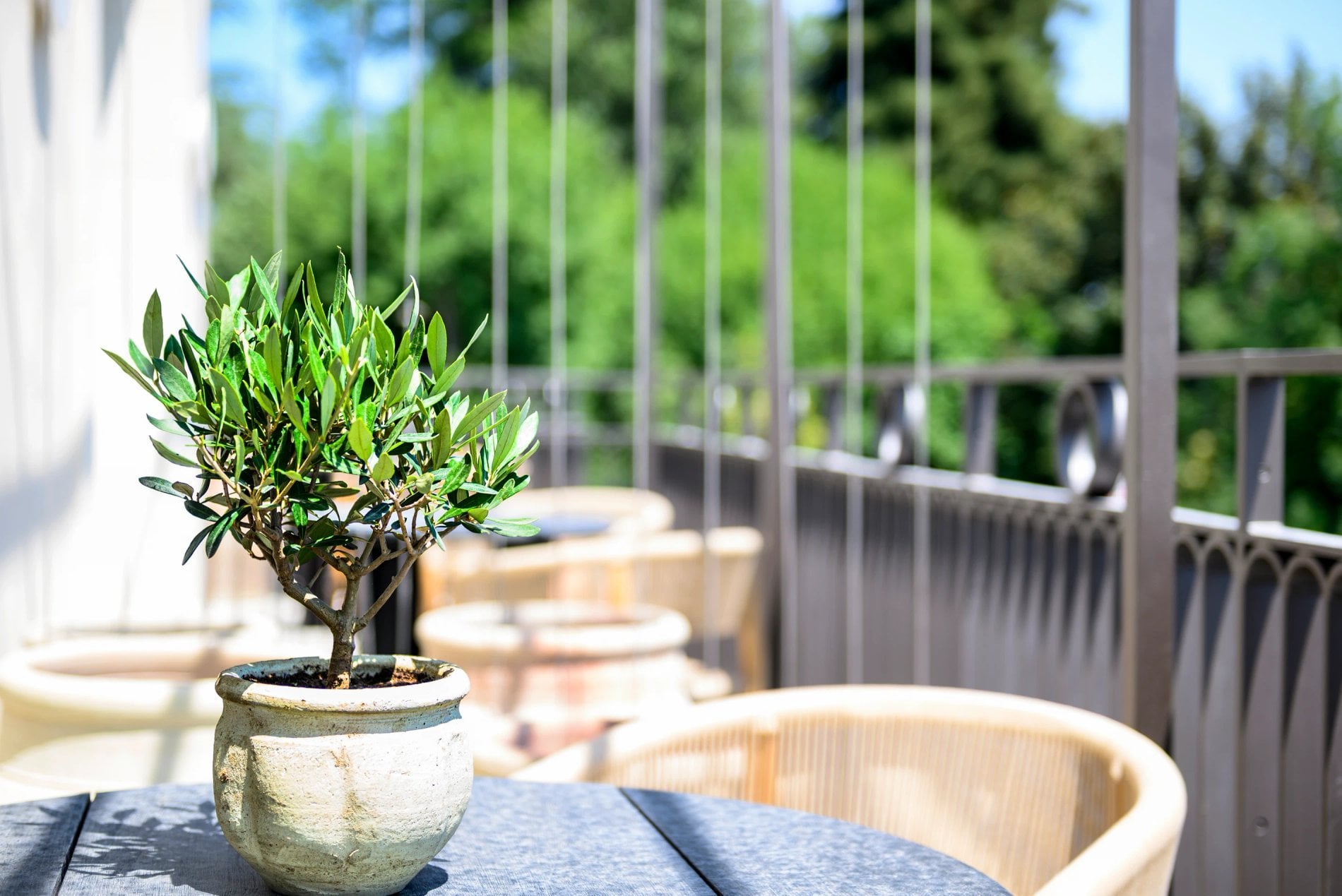 Petit olivier dans un pot en céramique sur la terrasse à L’Isle de Leos.