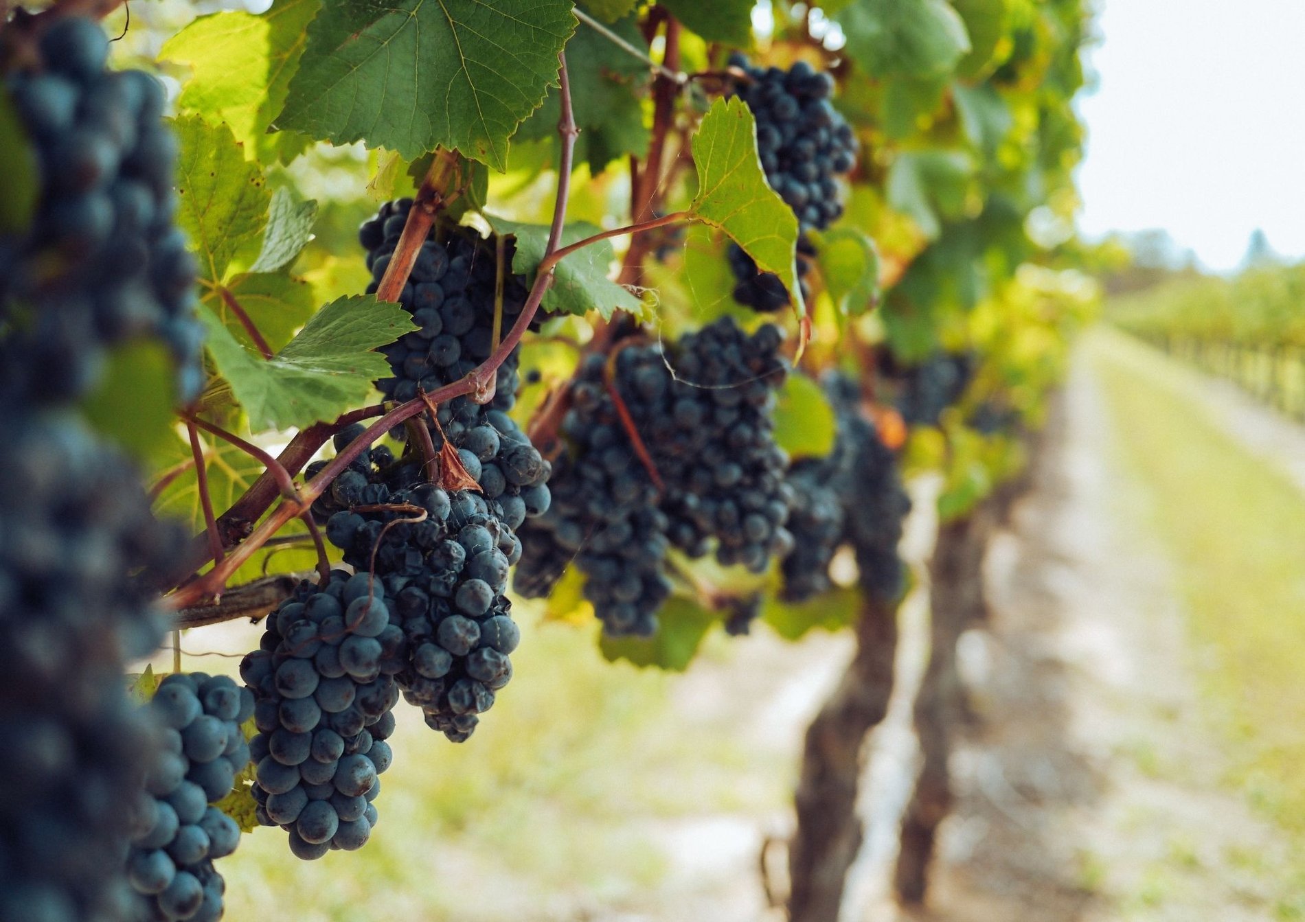 Hotel*** Le Relais des Deux Mers | Lot-et-Garonne tourisme | The cellars | Les Vignerons de Buzet | Cave du Marmandais