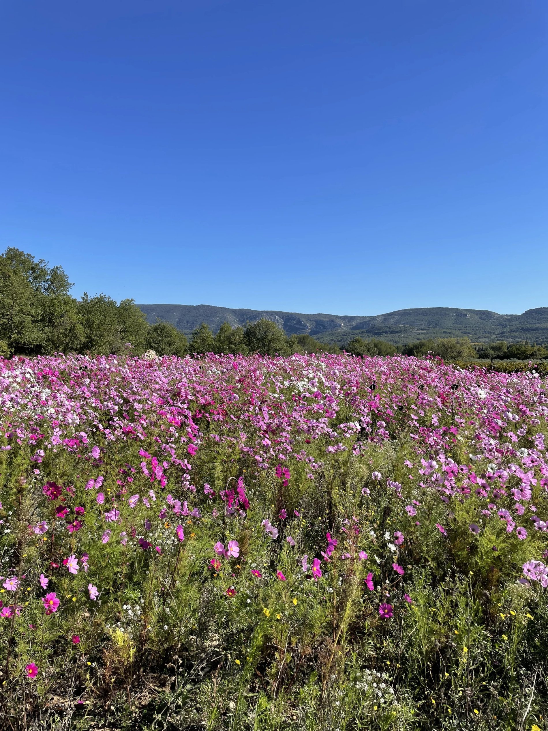 Champ de cosmos en fleurs dans un paysage vallonné typique du Luberon.