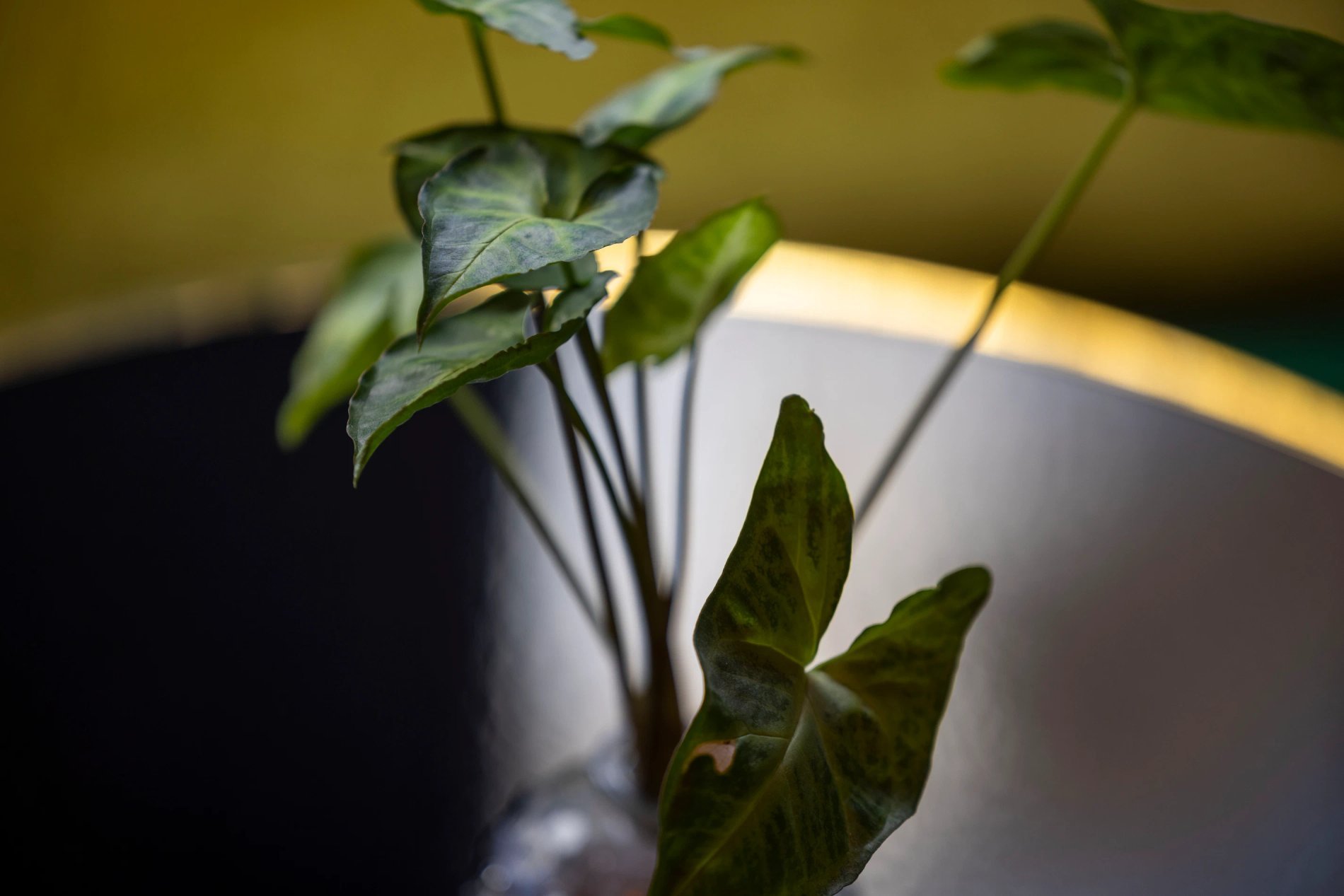 Hôtel Fior d'Aliza Lobby