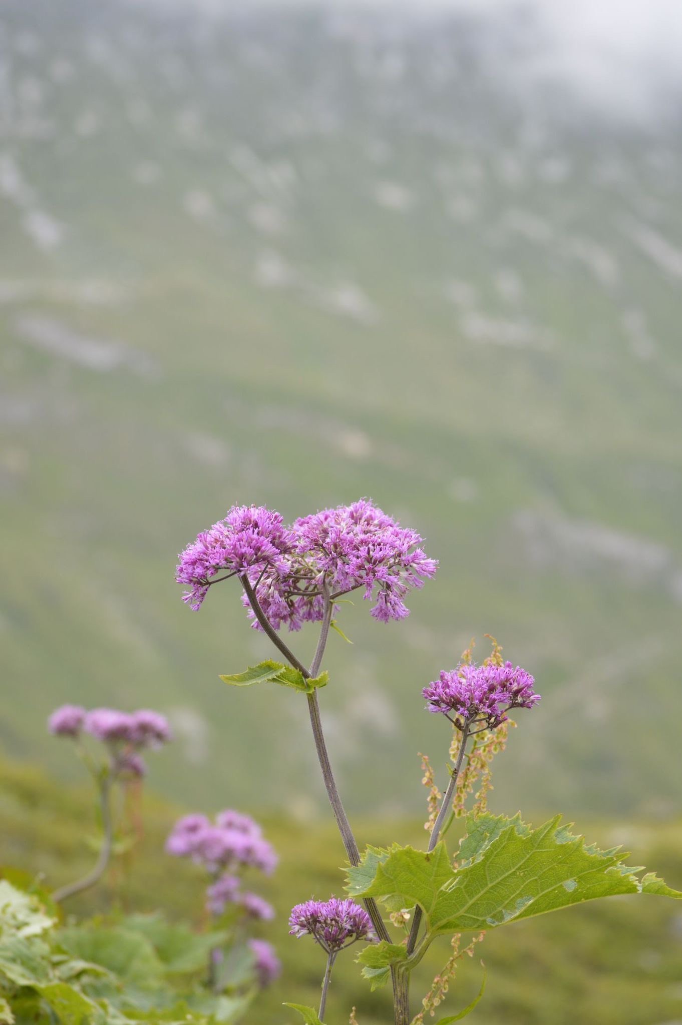 ba519ee1-83d3-4f24-84e5-7f7f1d8d9c98