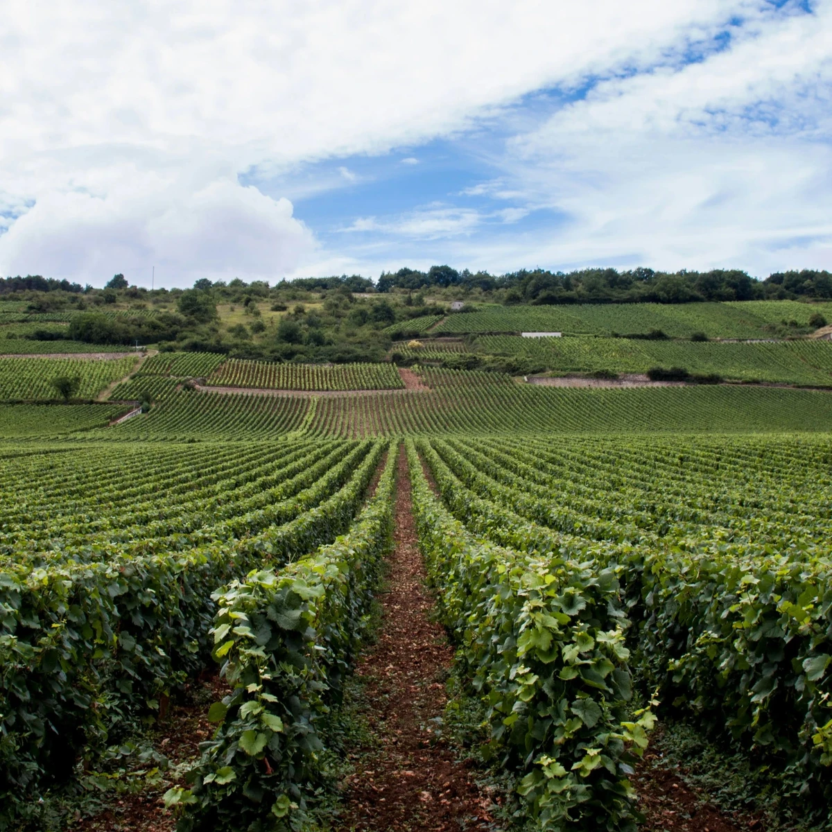 Maison Albar - Amoure, Maison Albar Amoure | The Quinta de Amares estate