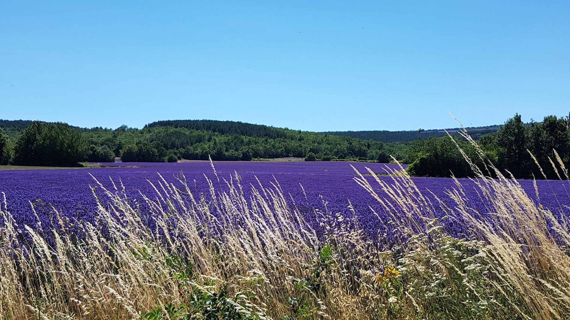 c616b68b-0fe8-4abb-bd4a-75289df149e0