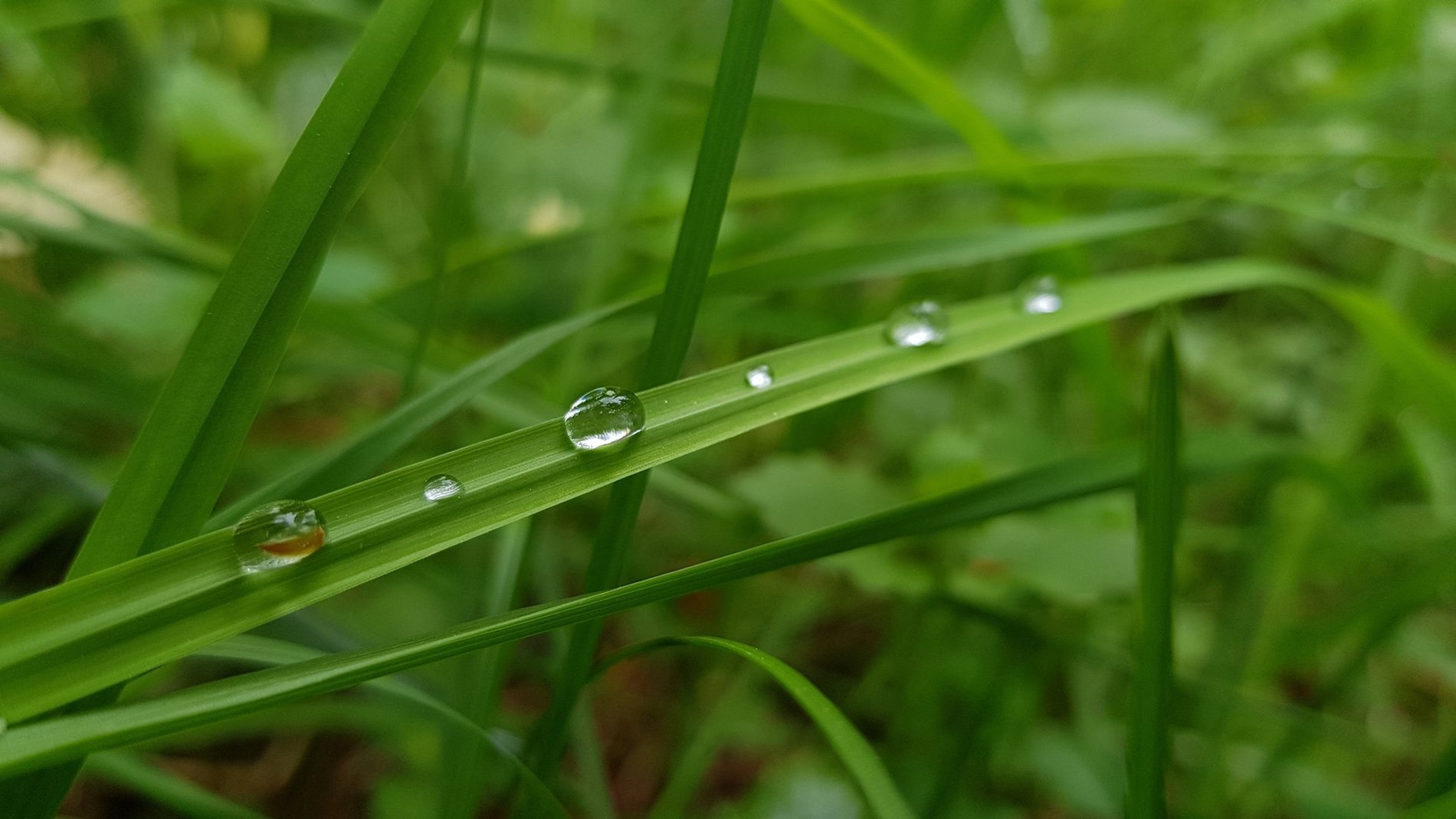 Gouttes d’eau sur une feuille d’herbe en gros plan, symbole de nature et d’engagement écoresponsable.
