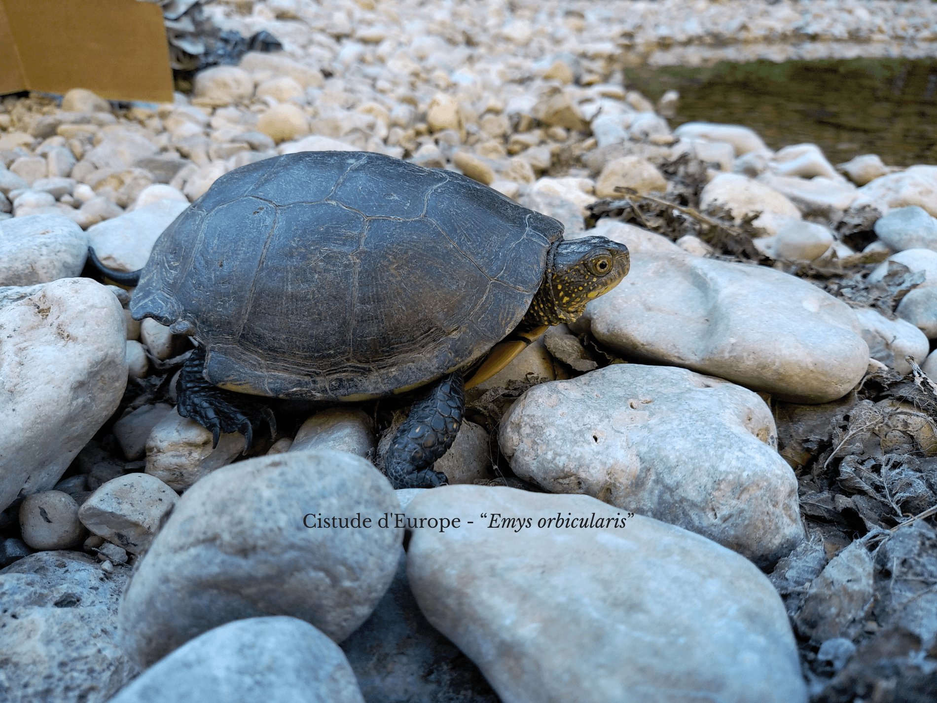 e4081e13-f890-4600-9ca4-8d9cbf8e0682