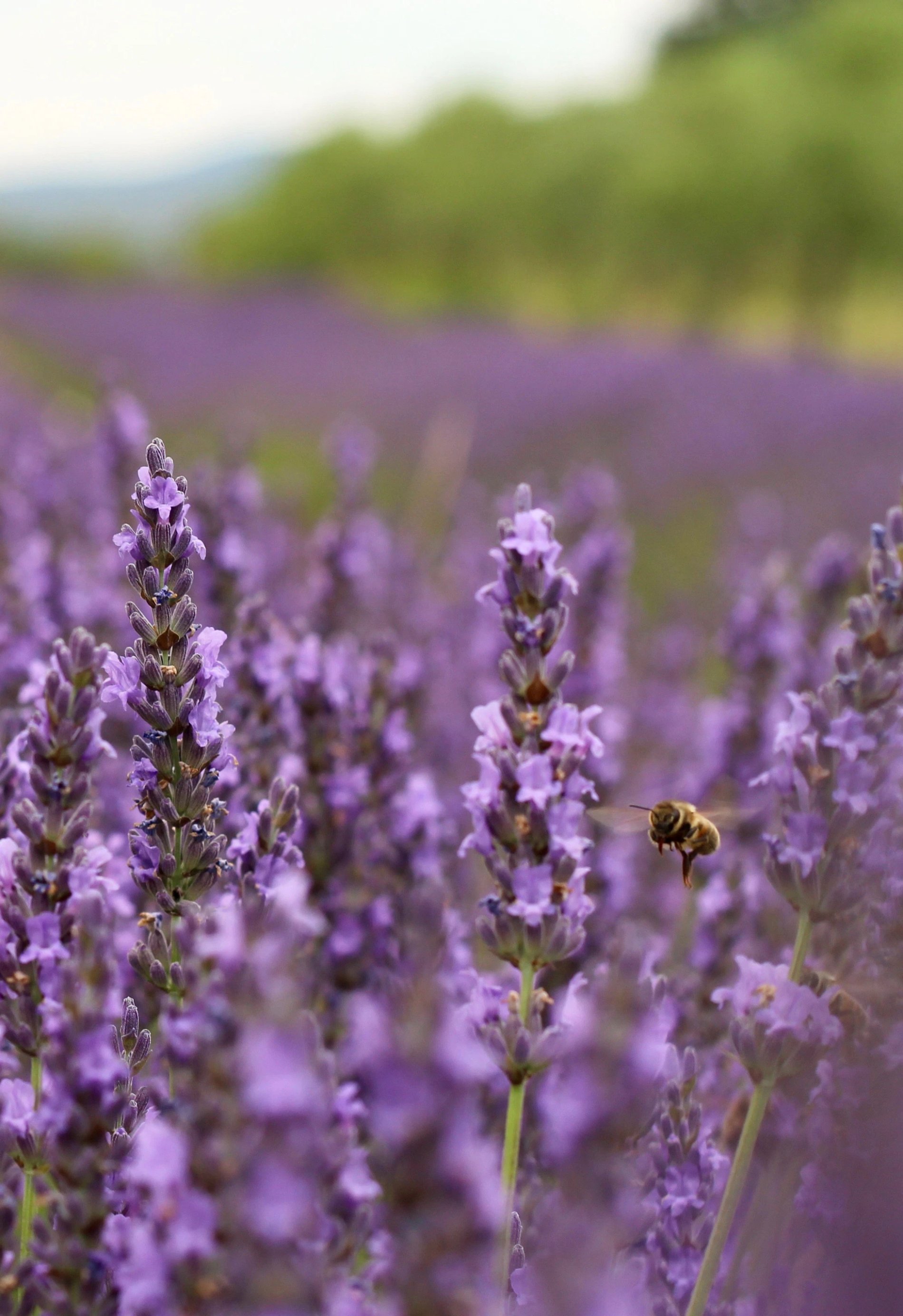 Détail d’un champ de lavande et d’une abeille à L’Isle de Leos