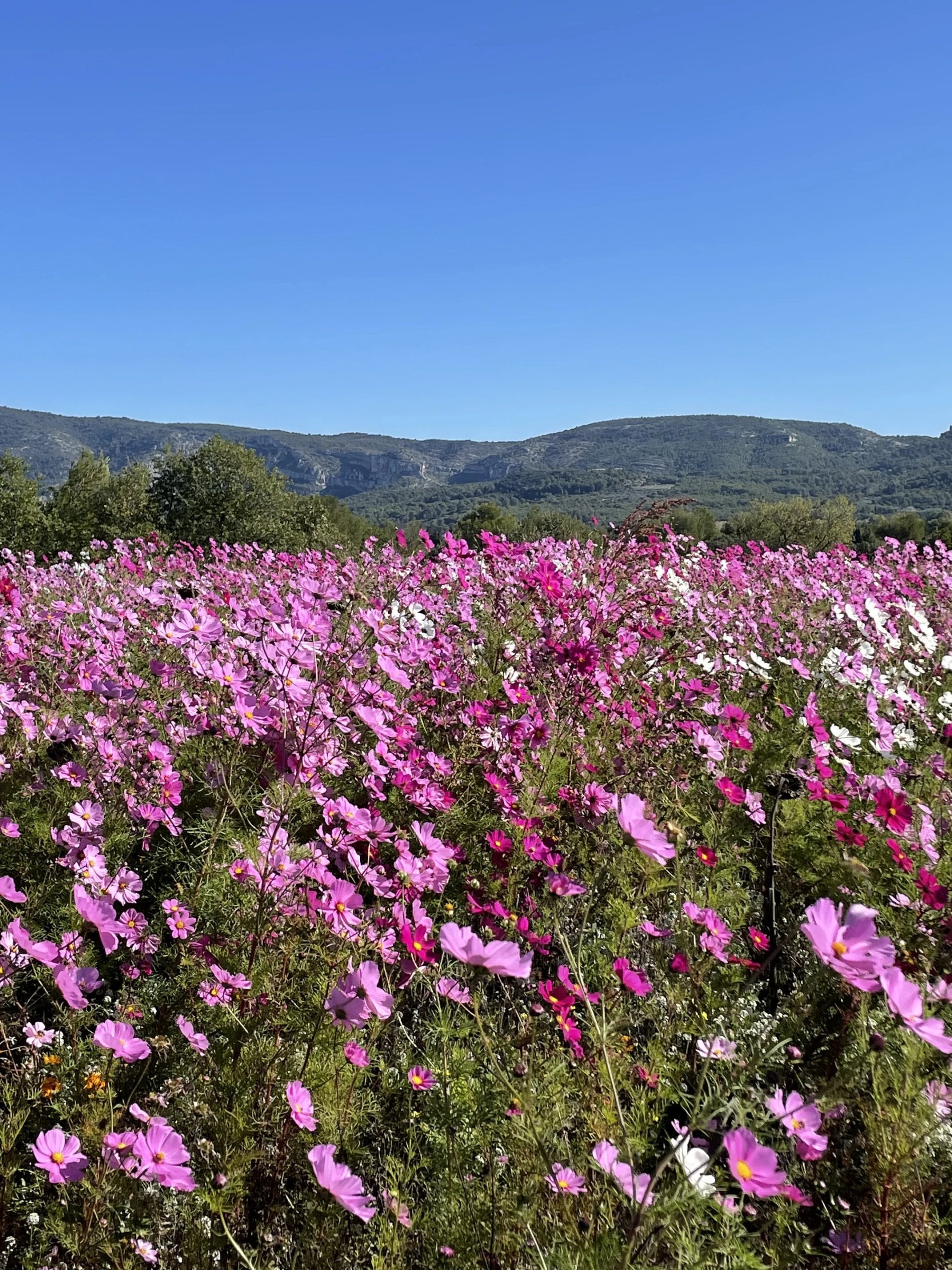 Champ de cosmos en fleurs dans un paysage vallonné typique du Luberon.