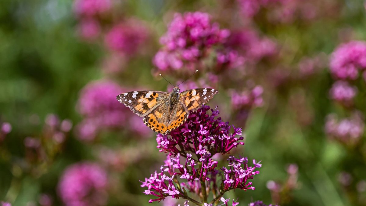 La Villa des Vignes, Papillon posé sur une fleur dans les jardins de la Villa des Vignes à Saint-Émilion
