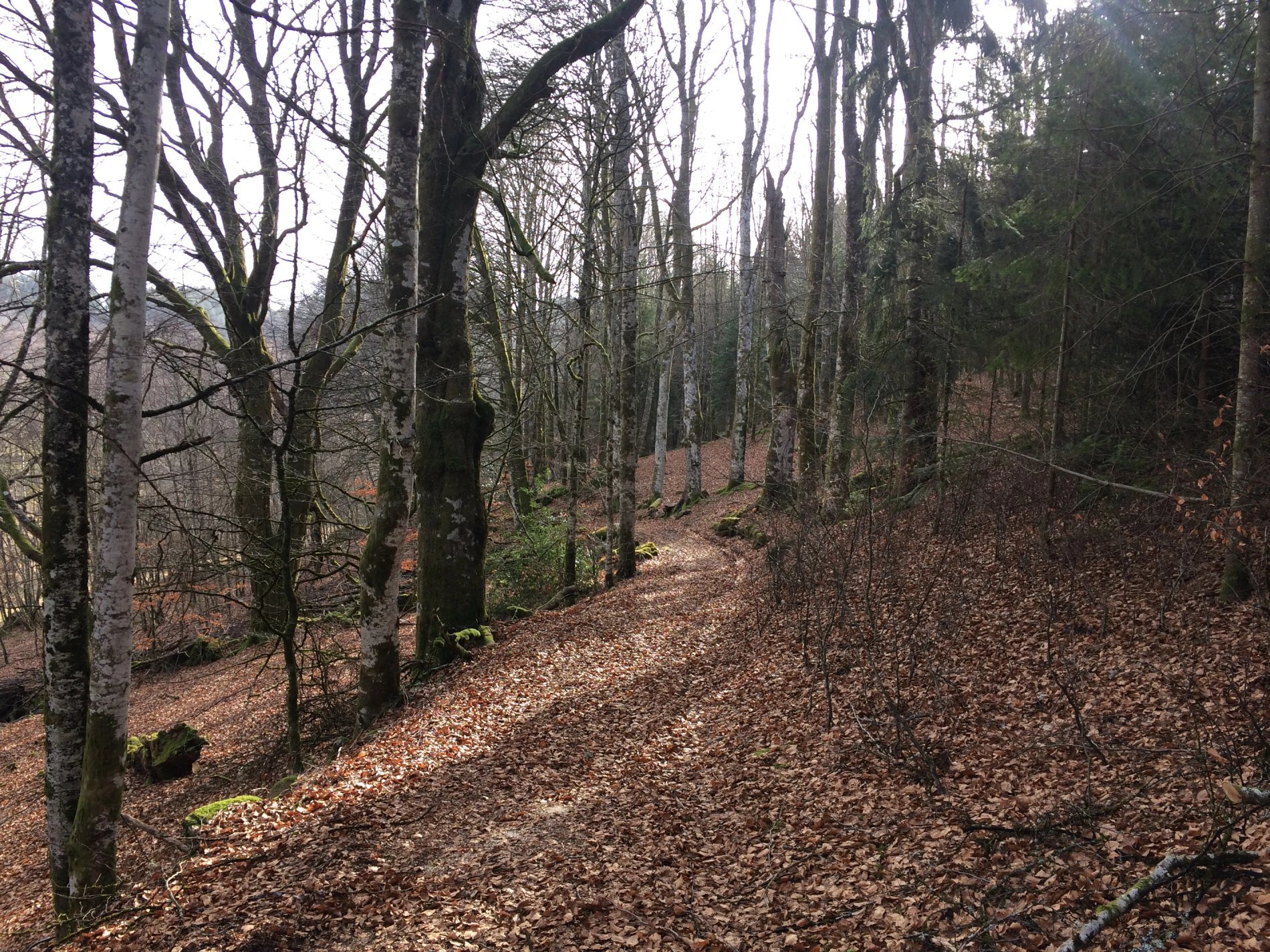 Chemin de randonnée en forêt autour de Villa Corrèze Aventure, idéal pour les balades automnales.