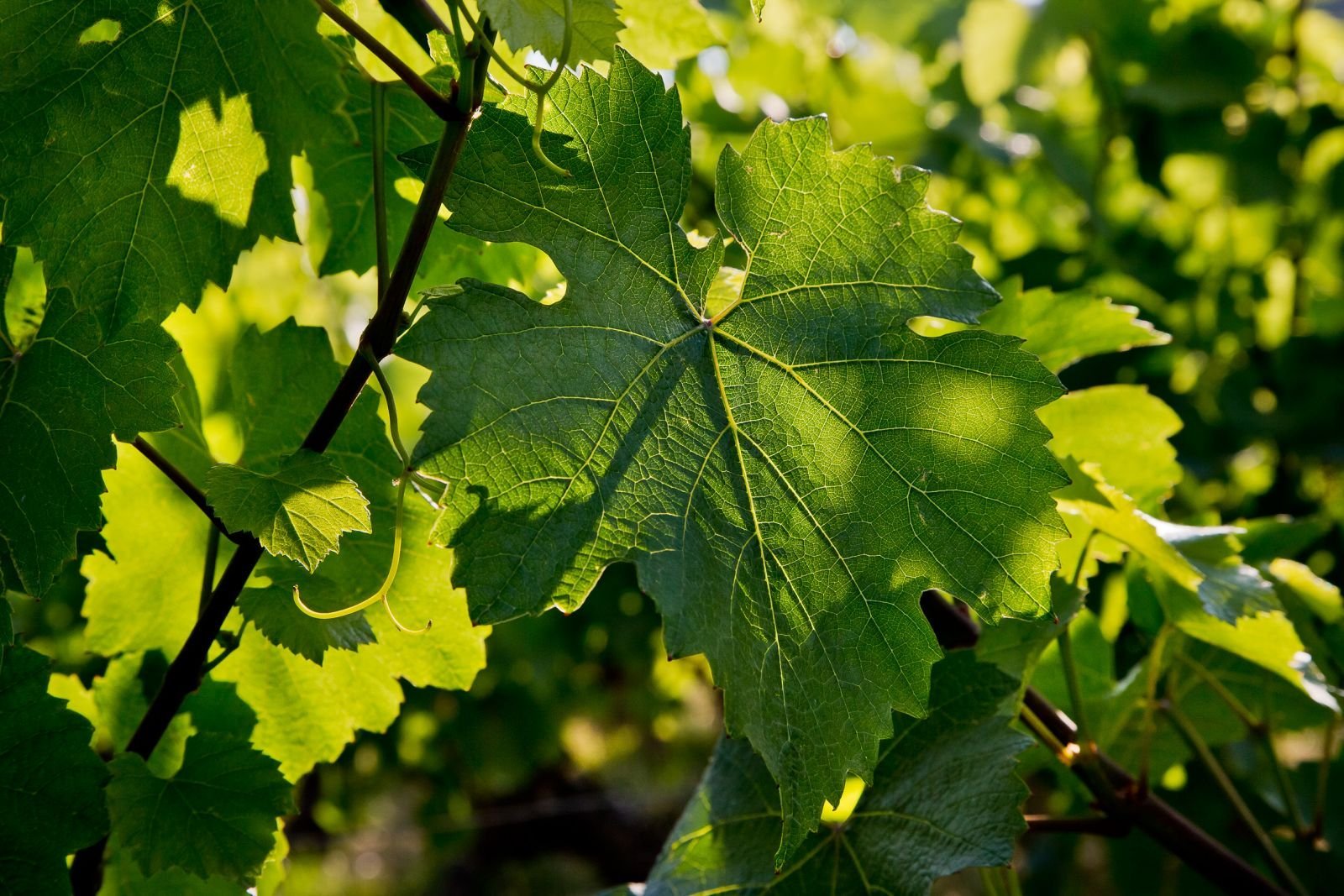 f4c81daa-89a2-46d7-8768-75083e3d553e