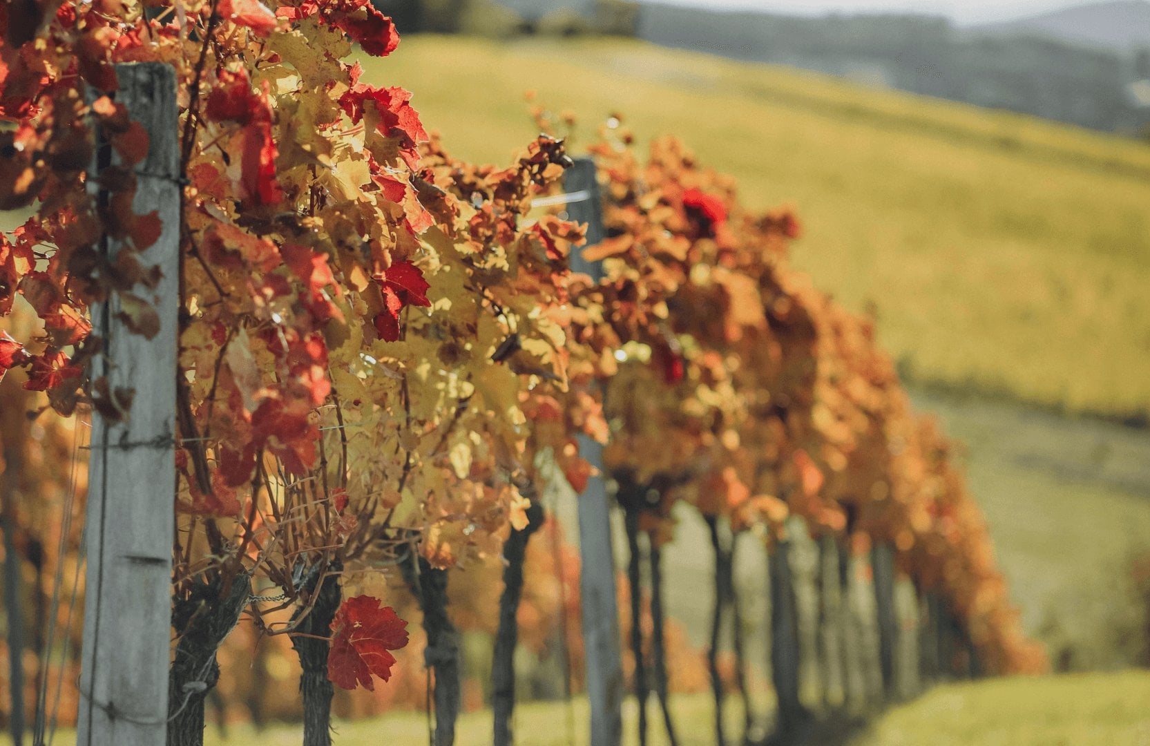 f979ae4f-10be-4473-b51f-eaa619557666