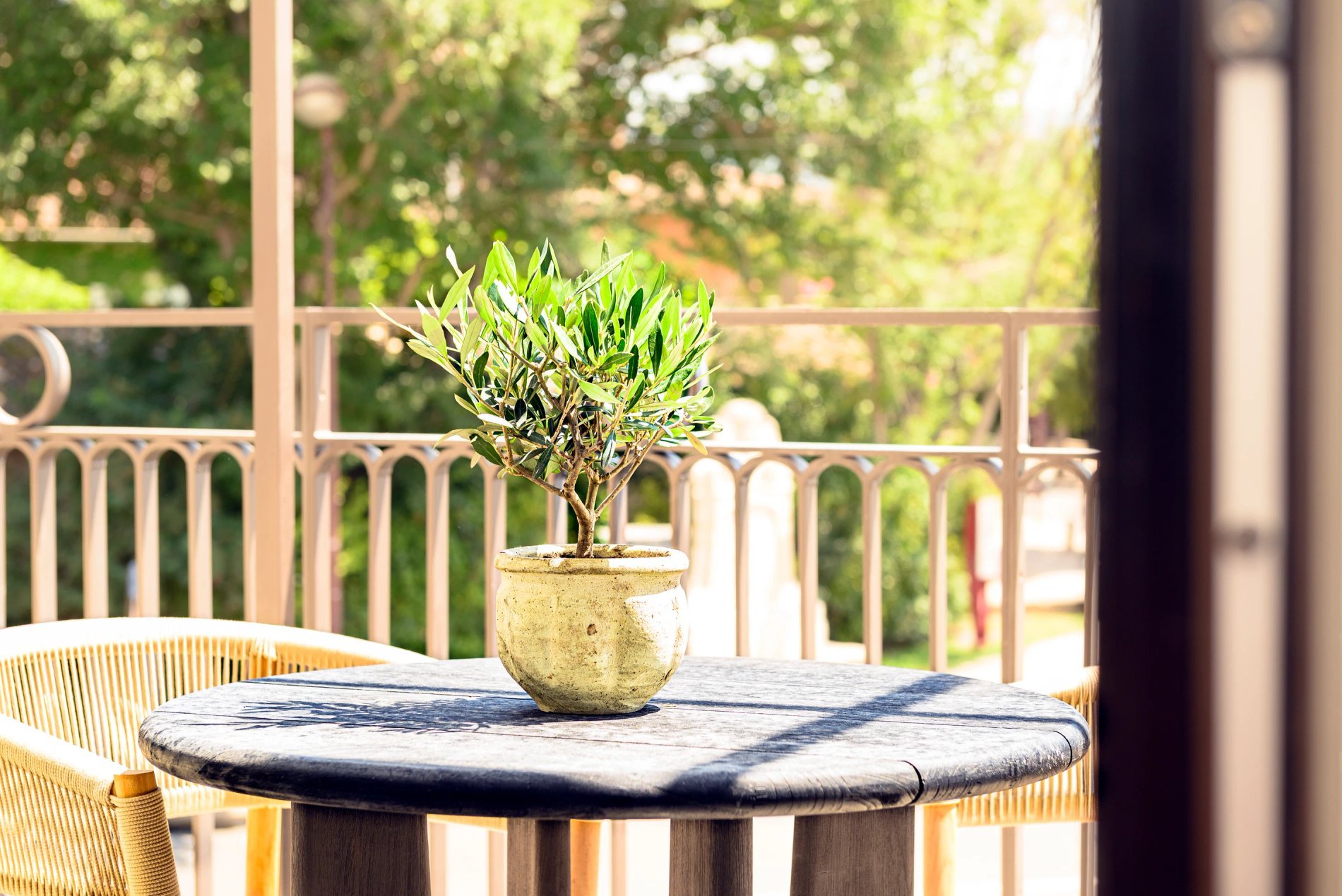 Petit olivier en pot sur une table en terrasse à L’Isle de Leos.