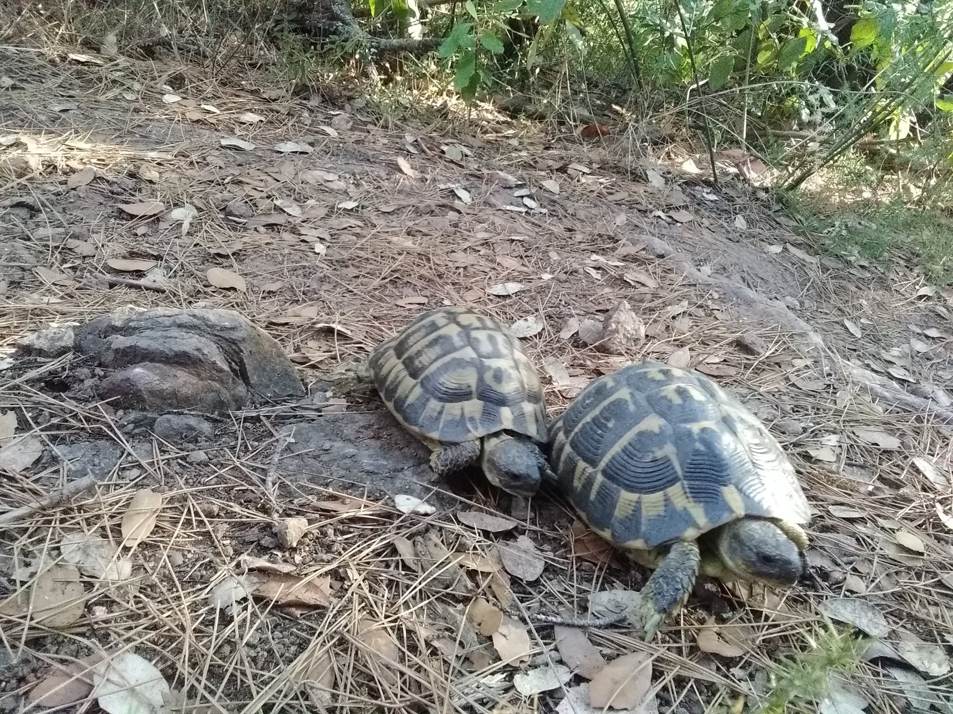 fcf6f3de-f8d1-4e42-8222-ac2971975c67