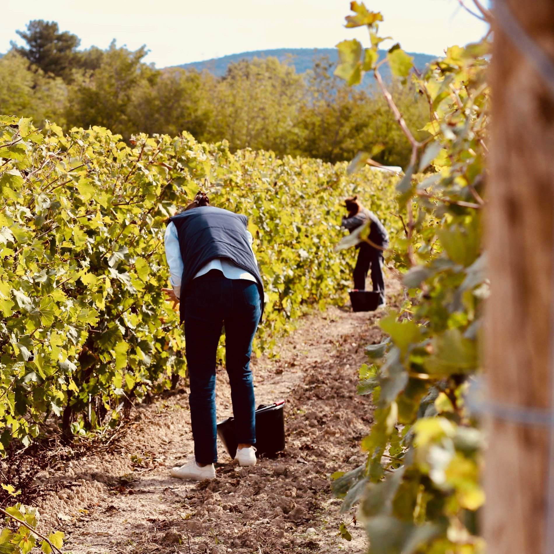 Récolte dans les rangs de vigne au lever du jour à L’Isle de Leos