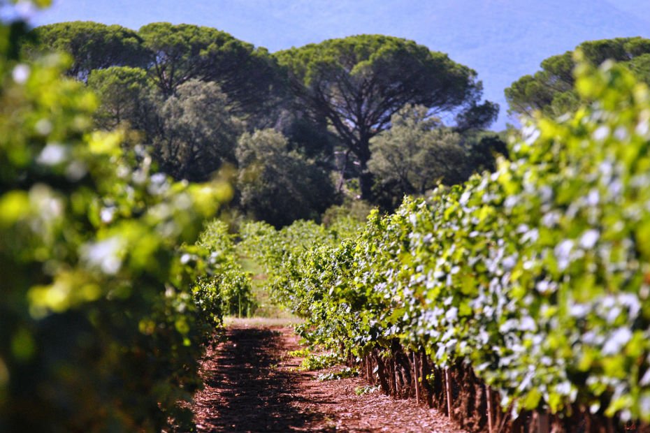 Vines - Wine - Saint-Tropez