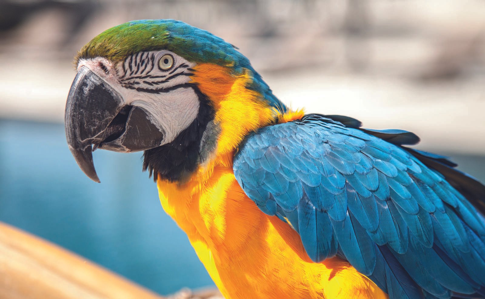 Hôtel de luxe Mas de la Fouque 4 étoiles Saintes-Maries-de-la-Mer Camargue France - la mascotte perroquet Marius