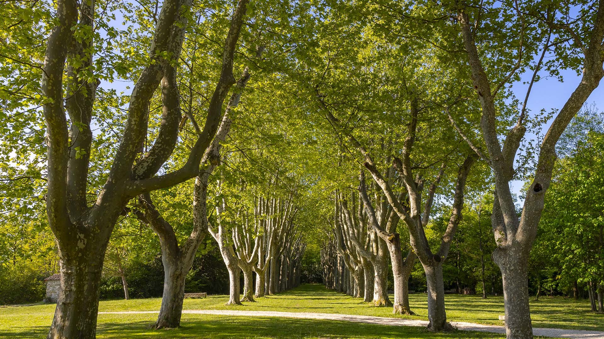 Hôtel France - AUVERGNE-RHÔNE-ALPES - CHÂTEAU LES OLIVIERS DE SALETTES - Extérieur