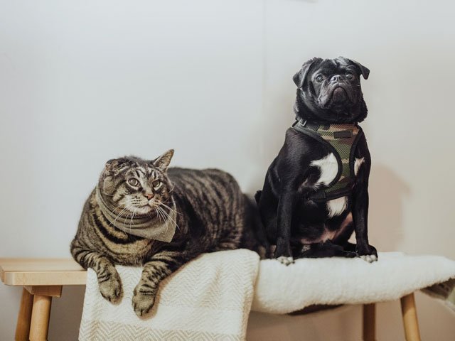 Préparation de plat dans les cuisines du Mas des Herbes Blanches