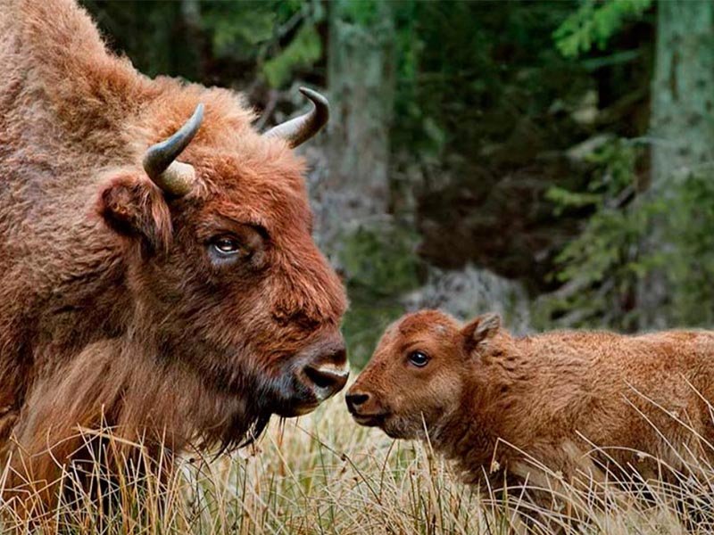 498/Photos/Tourisme/bisons.jpg